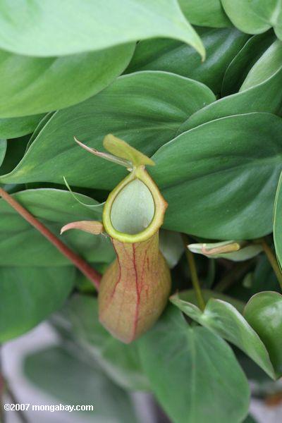 Nepenthes pitcher plant from SE Asia