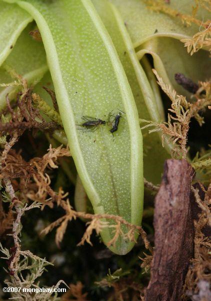 Pinguicula bladderwort species with trapped insects