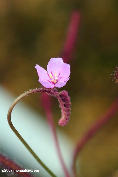 Flower of the carnivorous Pinguicula bladderwort species