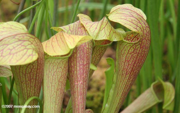 American pitcher plants (Sarracenia)