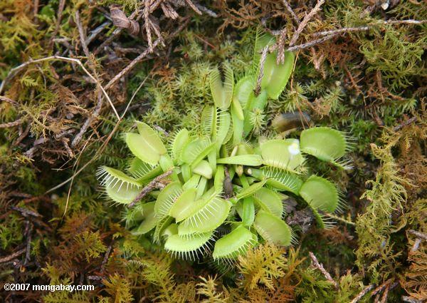 Green Venus flytraps
