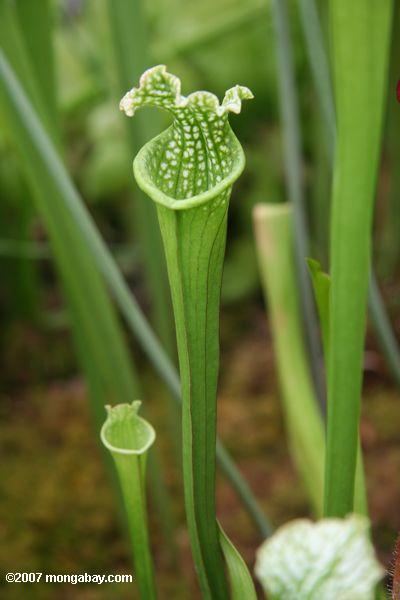 American pitcher plants (Sarracenia)