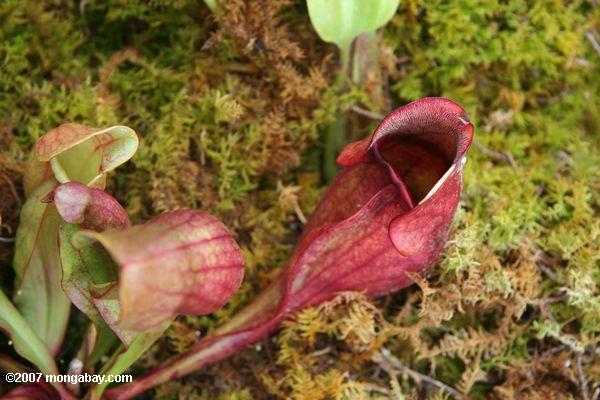 Purple pitcher plant (Saracenia pupurea)