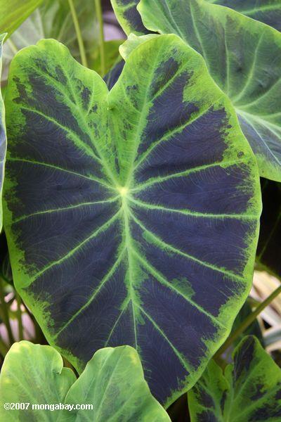 Philidendron leaf