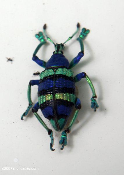 Indigo blue and turquoise beetle