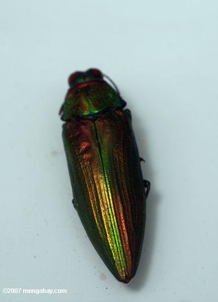 Copper, metallic green beetle